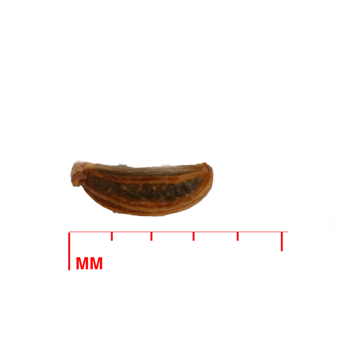 Zizia aptera (meadow zizia) seed