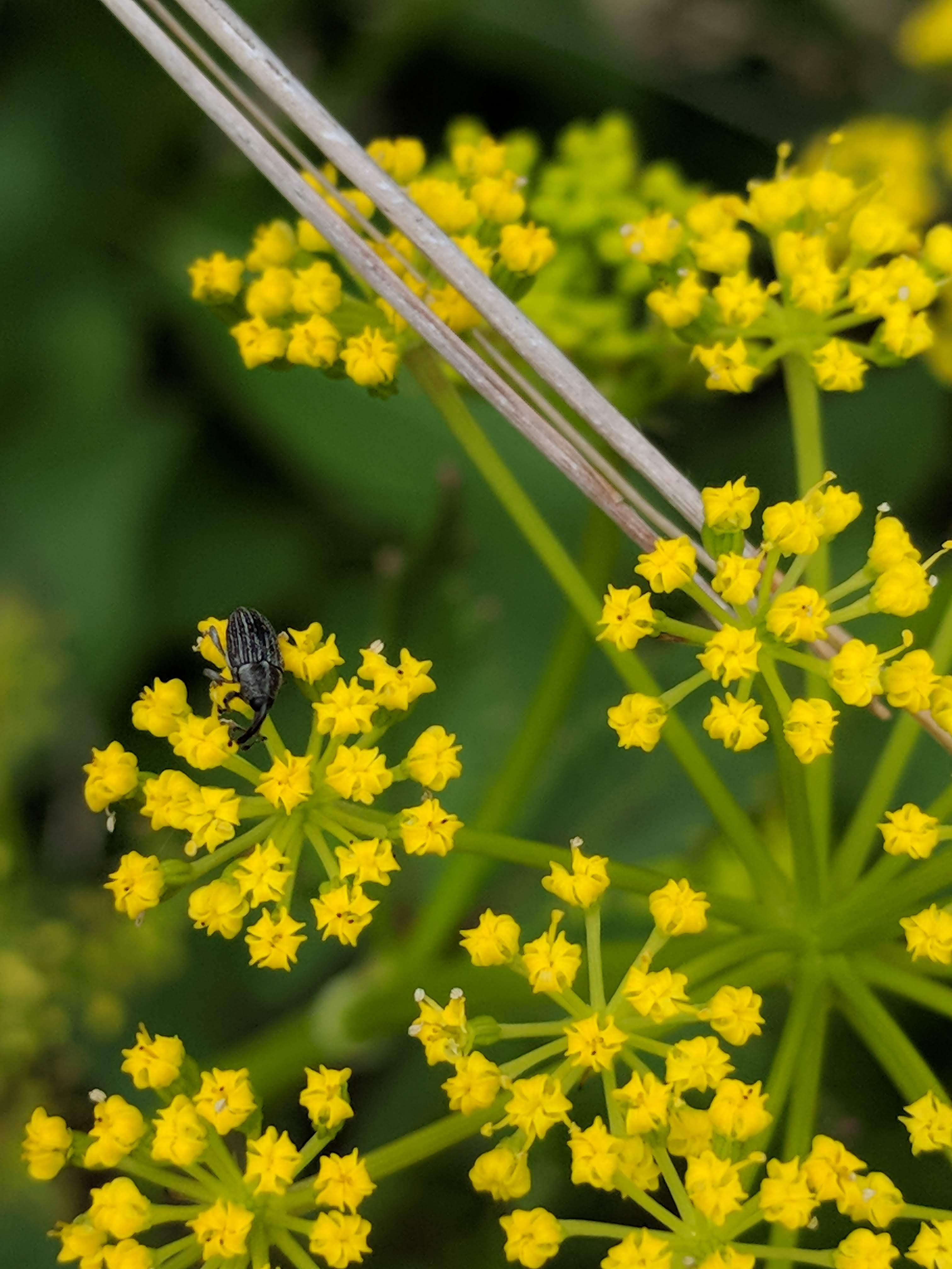 Zizia aptera (meadow zizia) flower