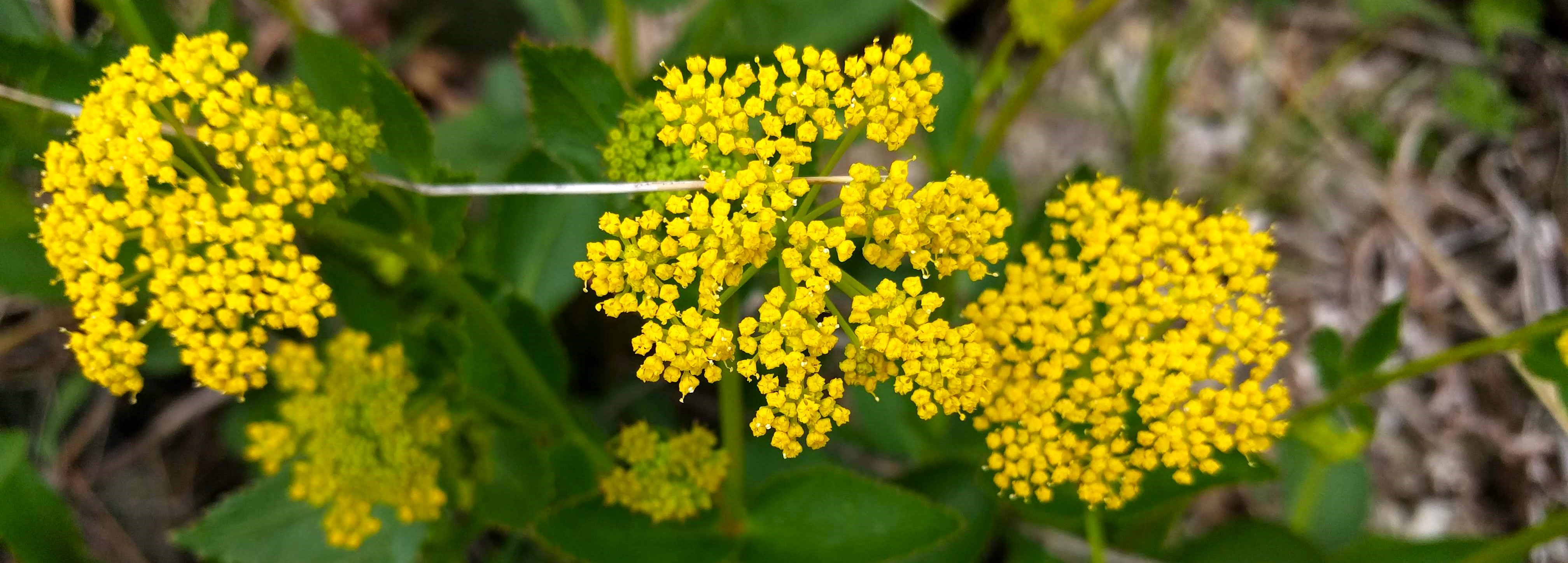 Zizia aptera (meadow zizia) header image