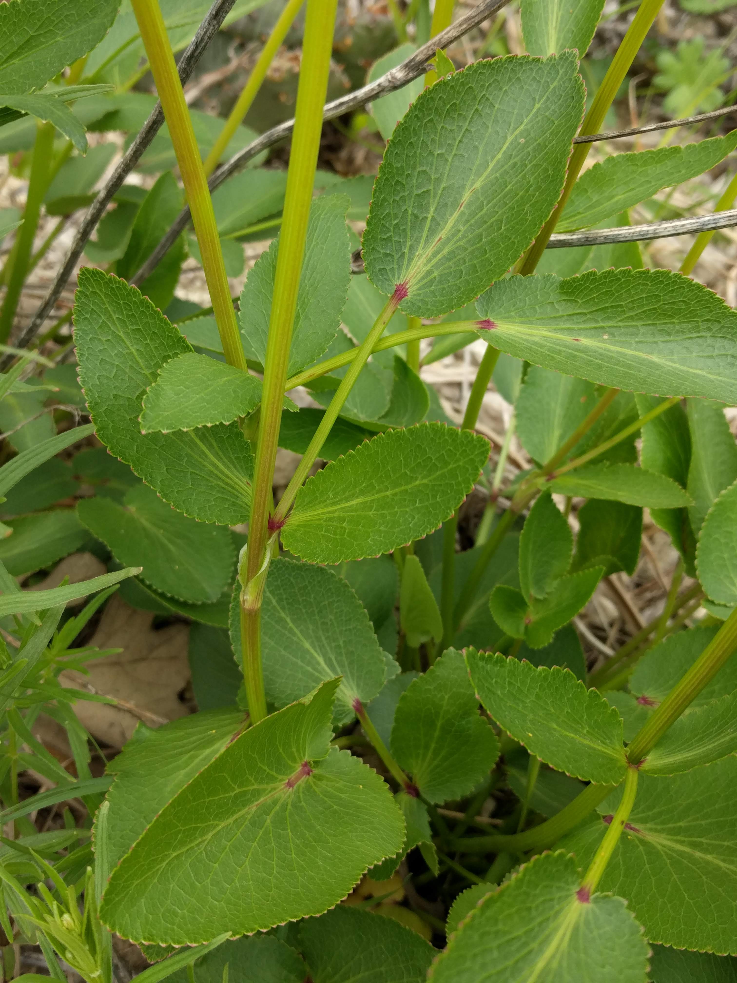 Zizia aptera (meadow zizia) leaf and stem