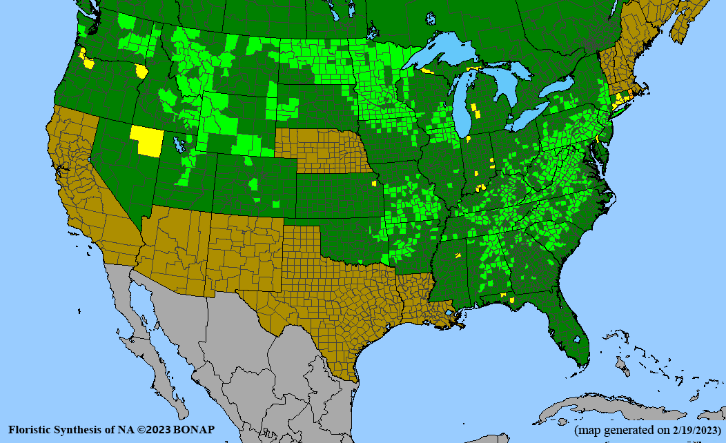Zizia aptera (meadow zizia) BONAP map