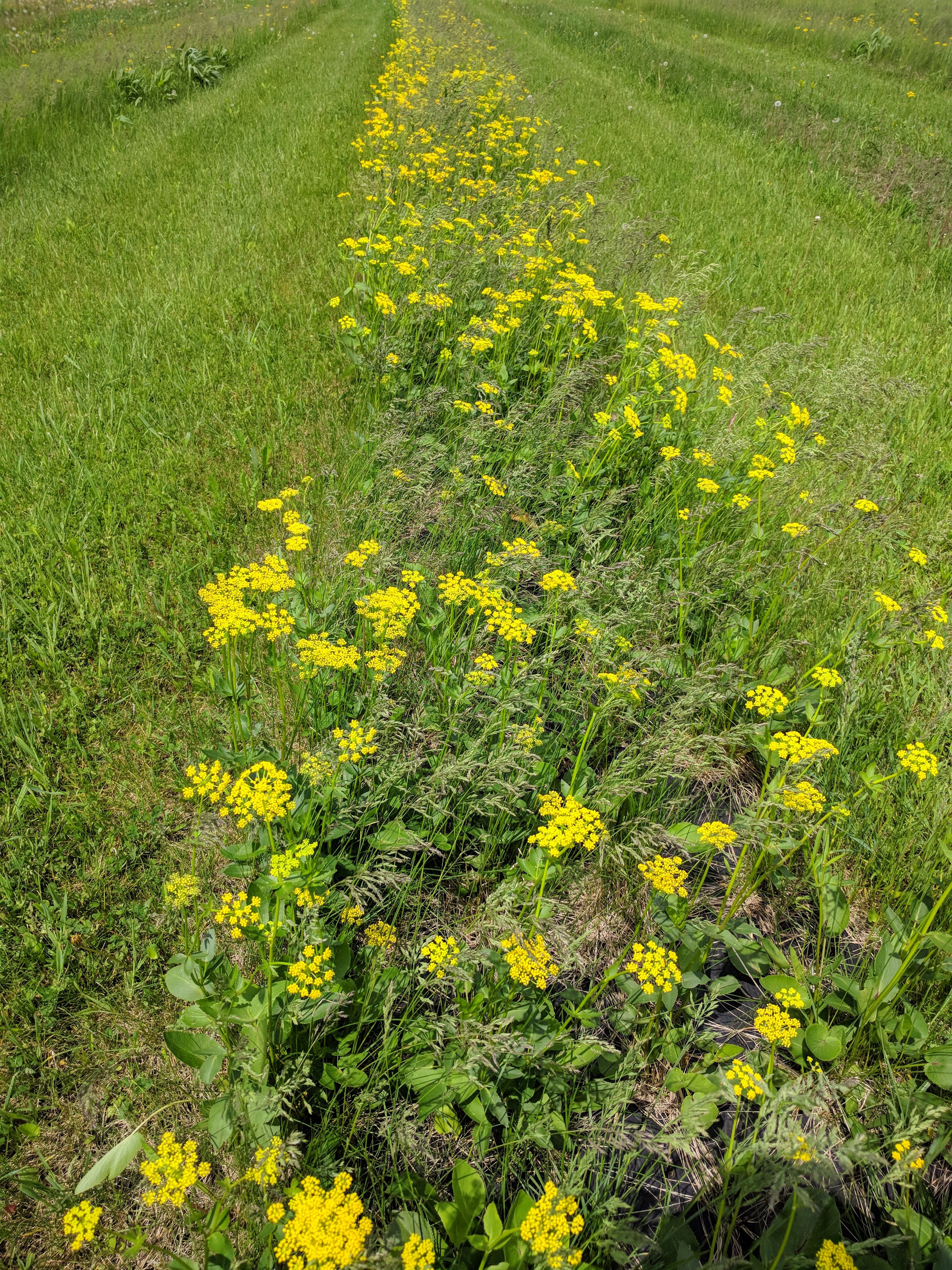 Zizia aptera (meadow zizia) in plot
