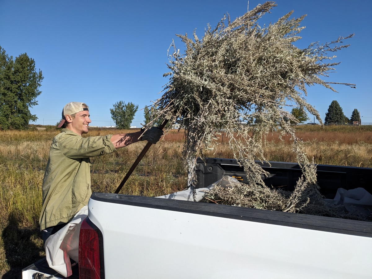 A person using a pitchfork to transfer cut stalks of Artemisia ludoviciana to a pickup truck bed