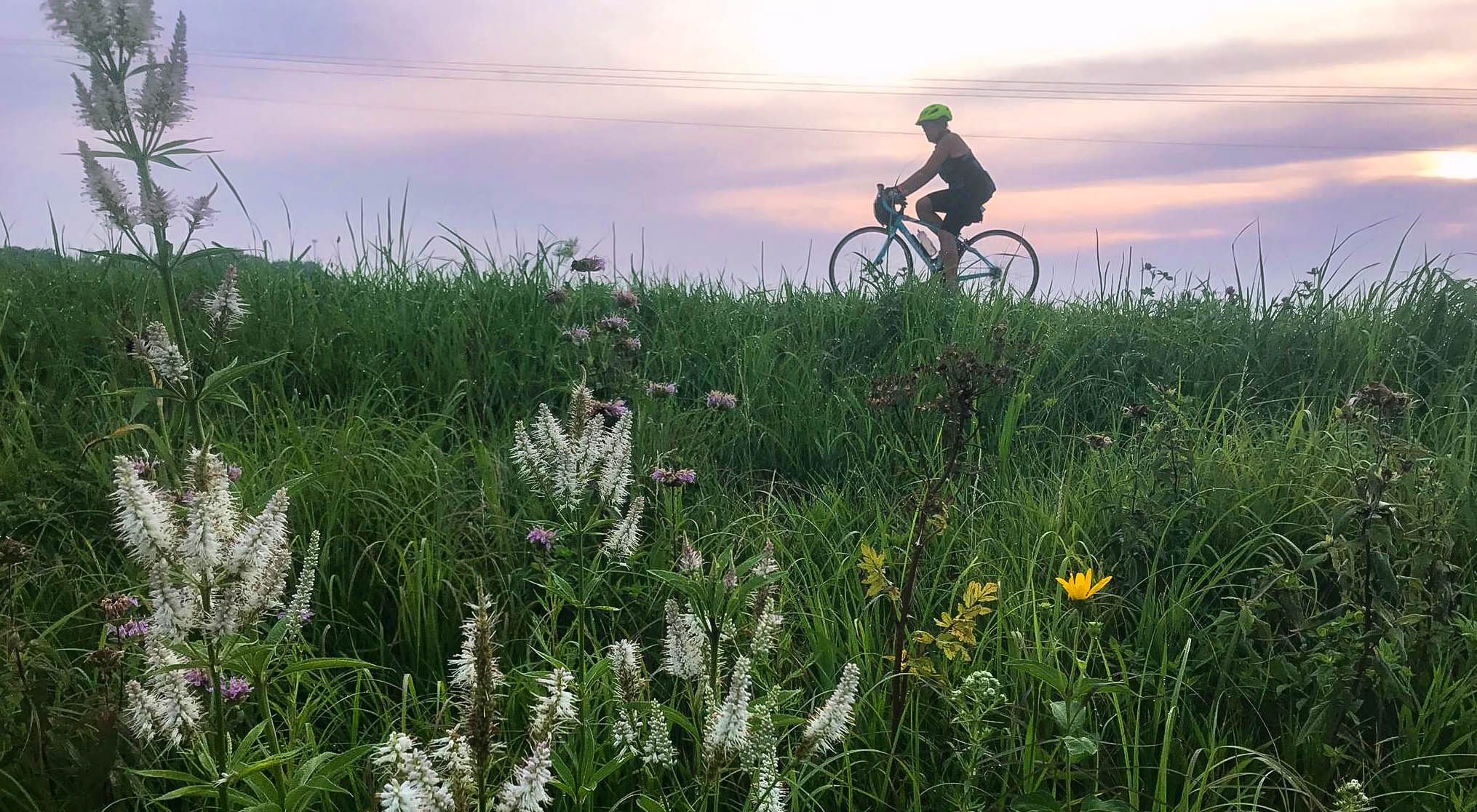 A cyclist bikes at sunset on a road next to native roadside vegetation.