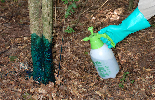 A hand protected by a plastic glove sprays herbicide from a spray bottle onto a tree trunk, which shows green dye from the herbicide part of the way up the trunk.