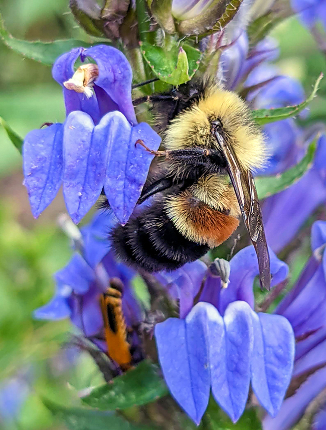 A closeup of a bee on a great blue lobelia flower.