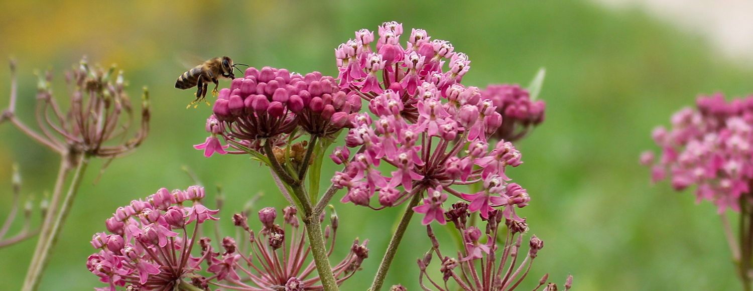A bee hovers over a native plant with pink flowers.