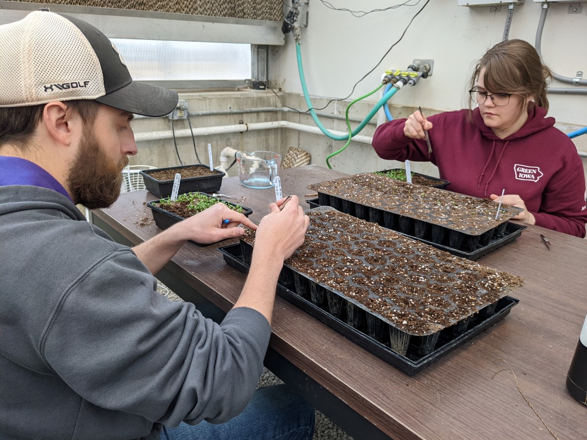 Two AmeriCorps members assist in transplanting seedlings to greenhouse trays