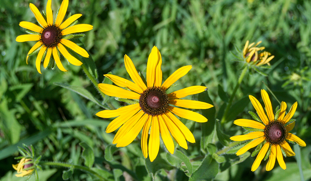 Three yellow and black flowers from a black-eyed Susan plant.