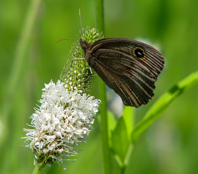 A brown common wood nymph butterfly perched on a native plant with white flowers.