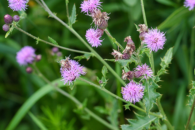 Canada thistle, a green plant with purple flowers, is seen close up.