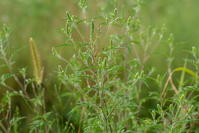 Common ragweed, a thin, green plant, is seen in a roadside.