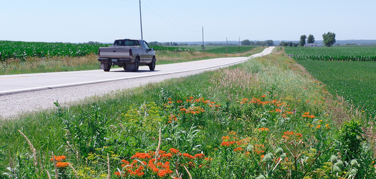 A pickup truck is seen from behind as it drives down the road past roadsides with native vegetation.