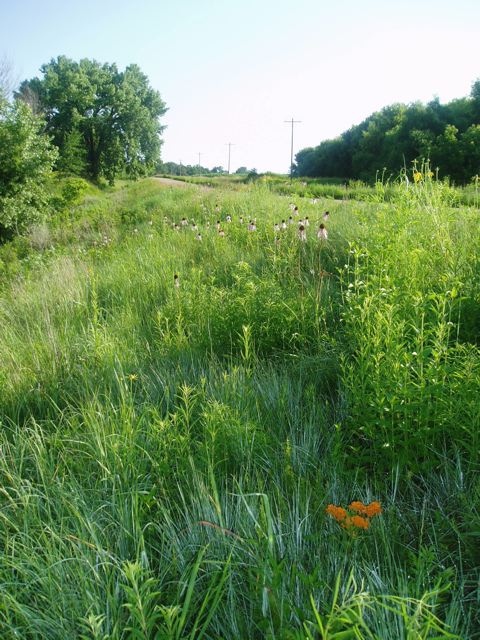 Plentiful green native vegetation in a rural roadside.