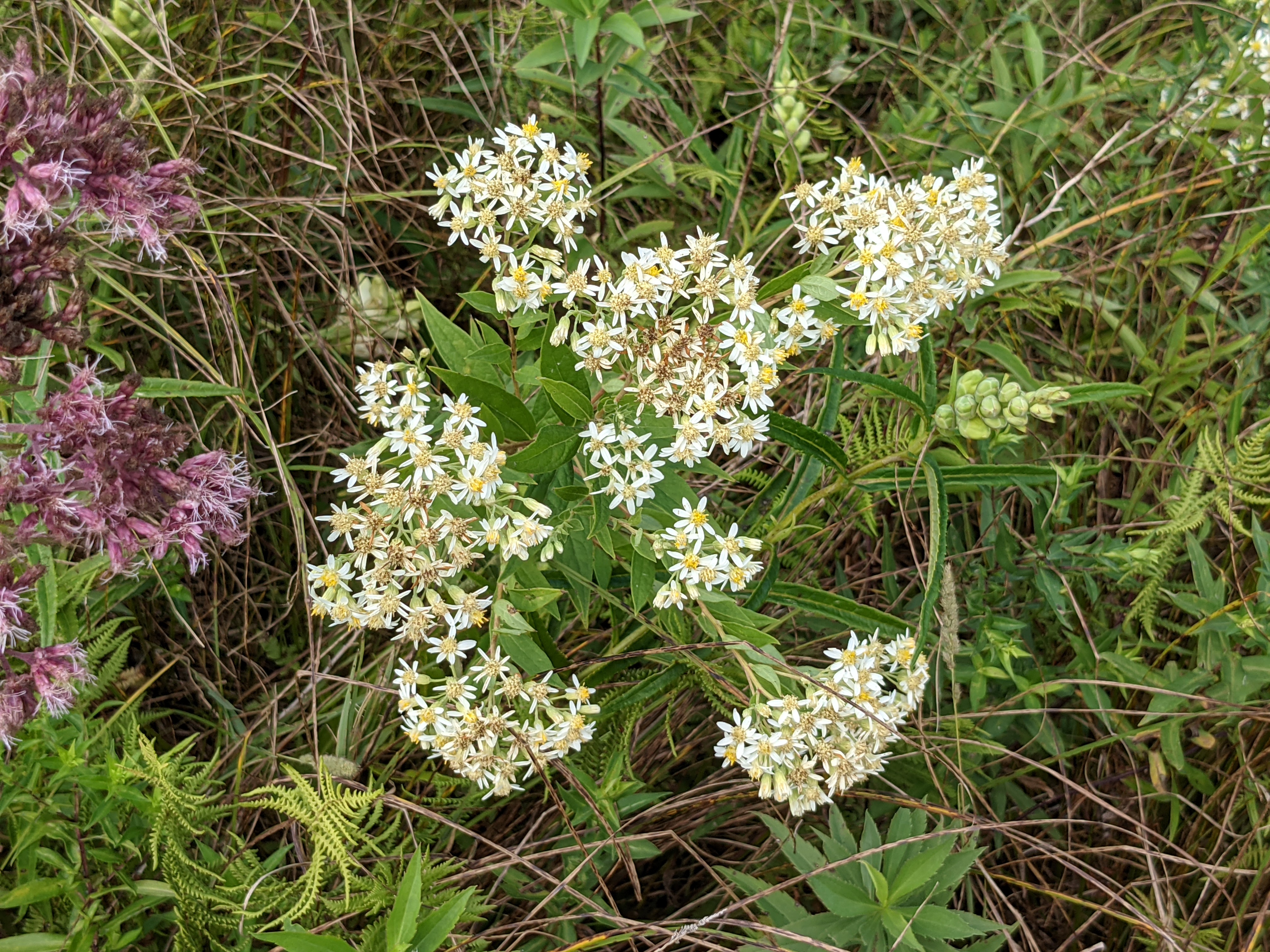 Doellingeria umbellata flower