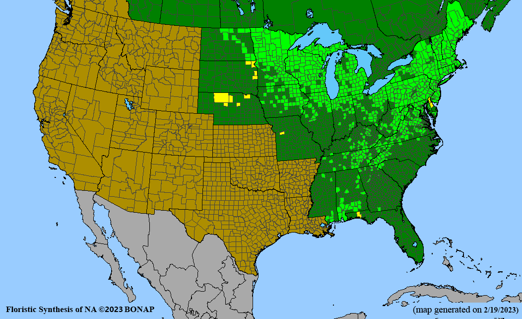 Doellingeria umbellata BONAP range map