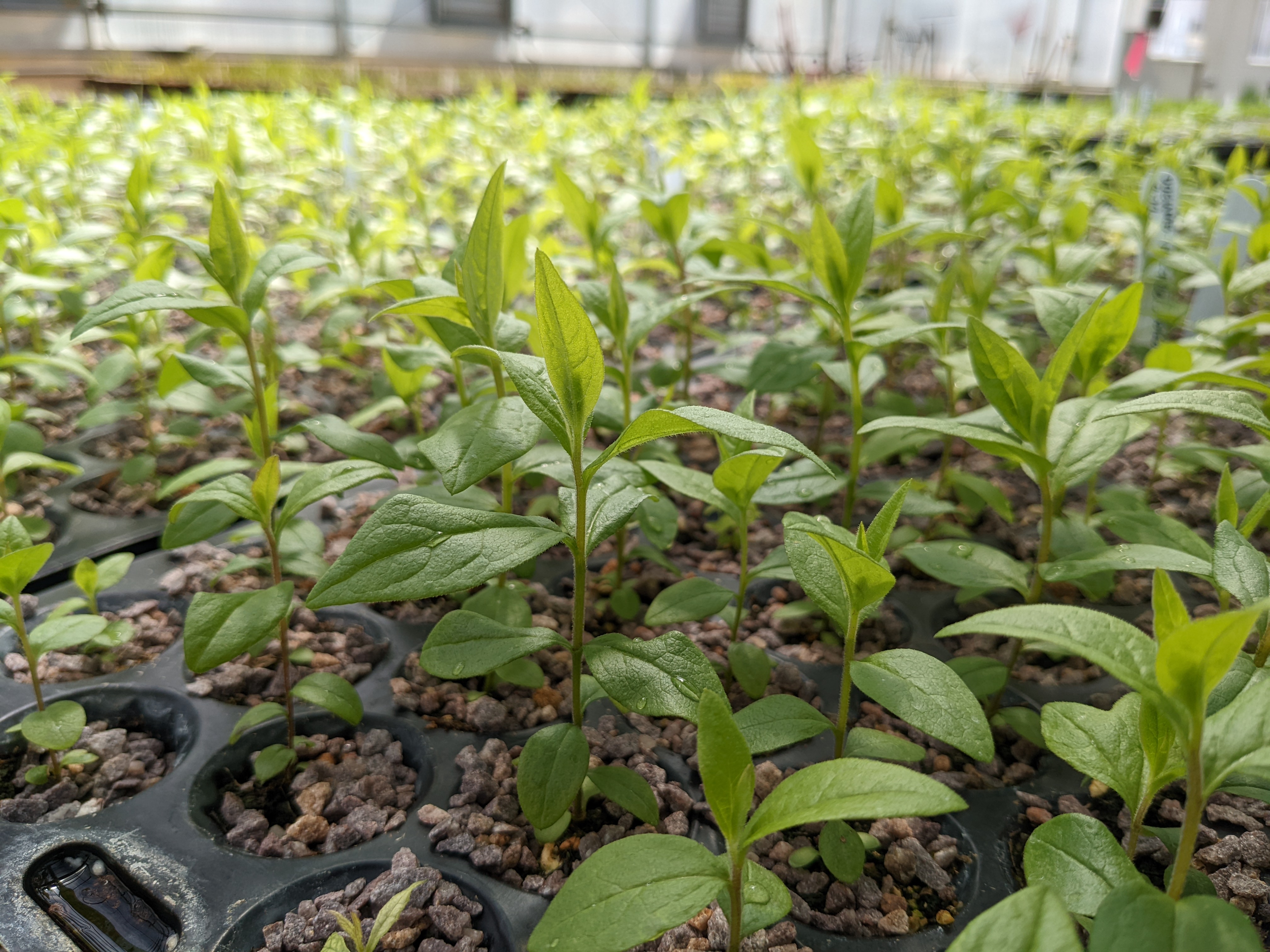 Doellingeria umbellata seedling