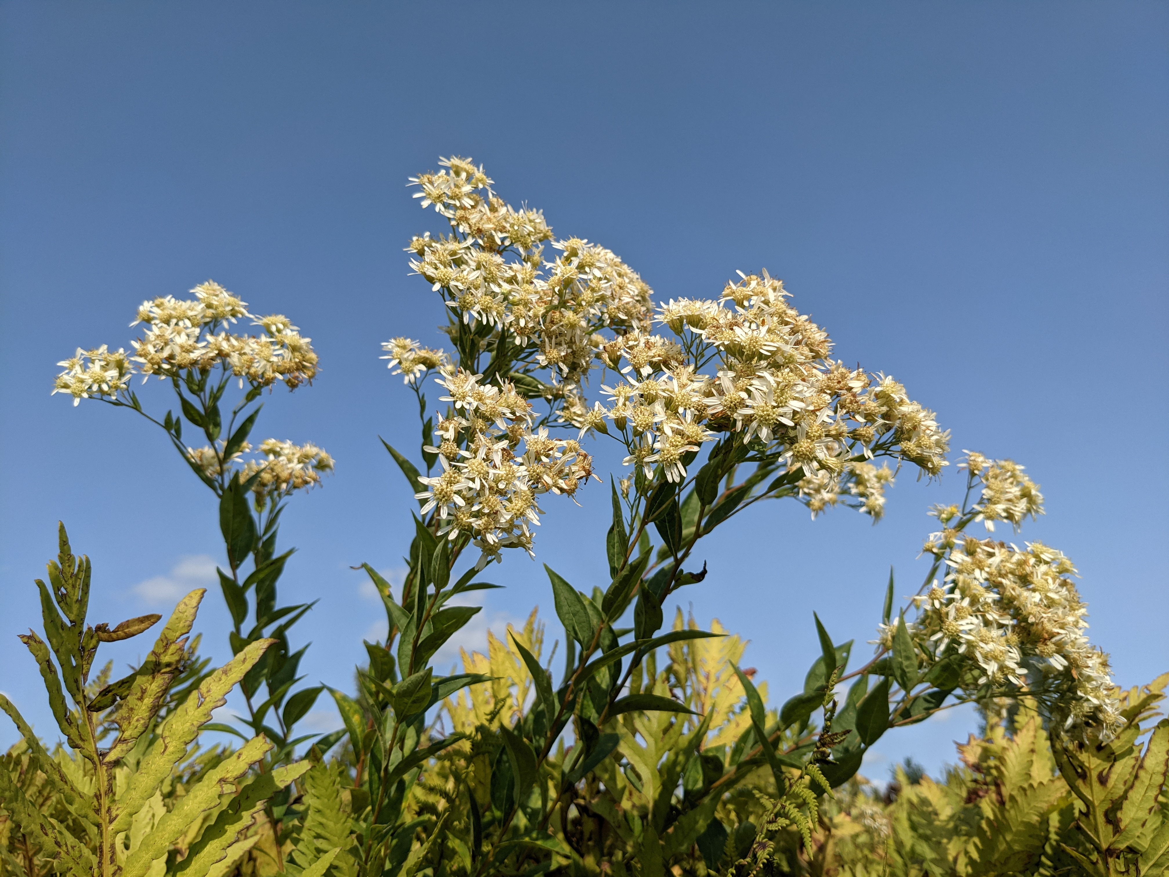 Doellingeria umbellata whole plant