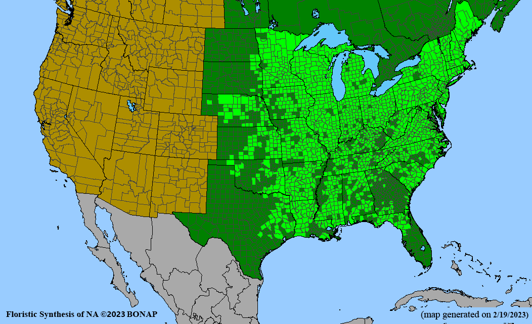 common boneset BONAP range map