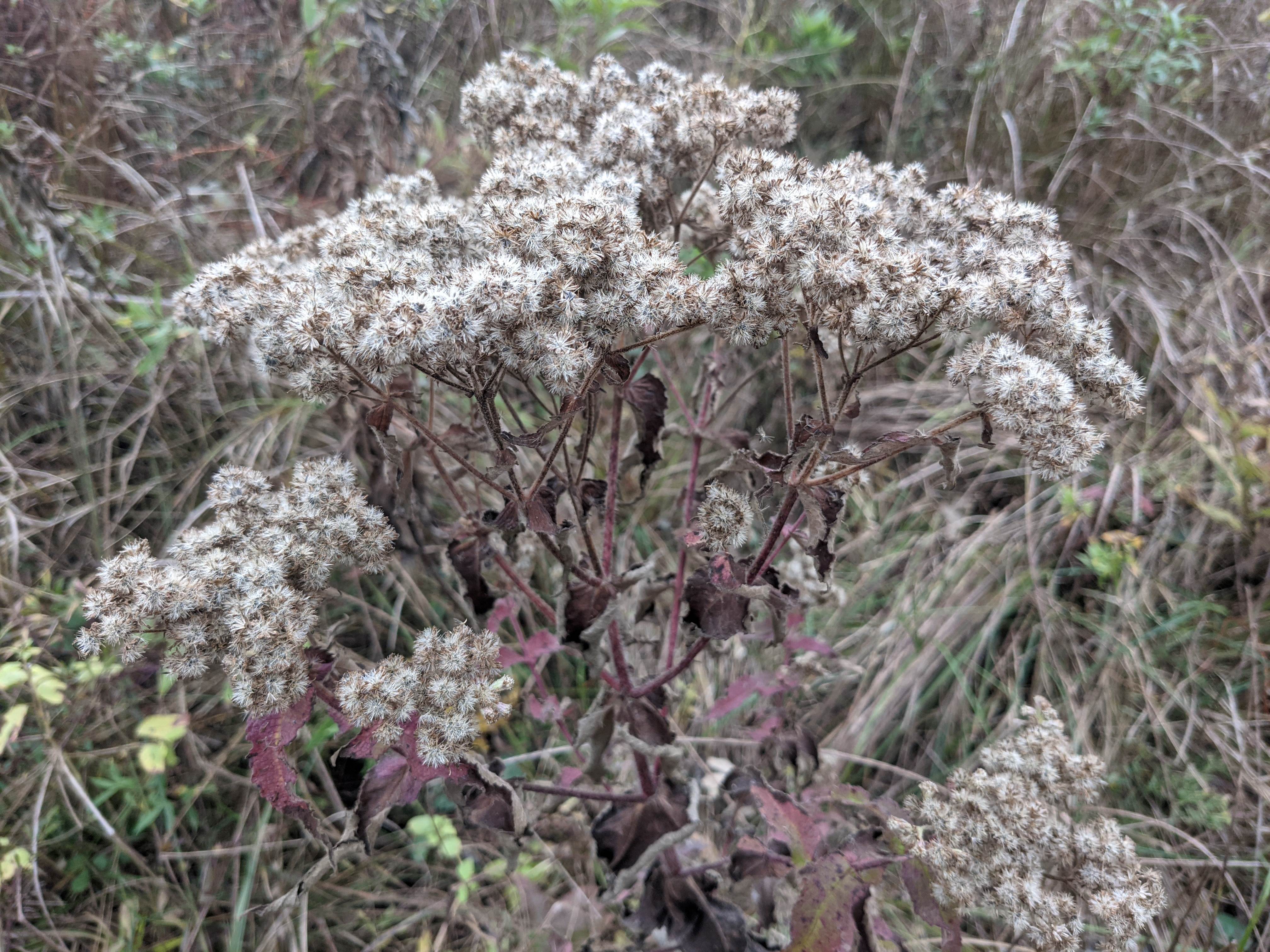 Common boneset fall