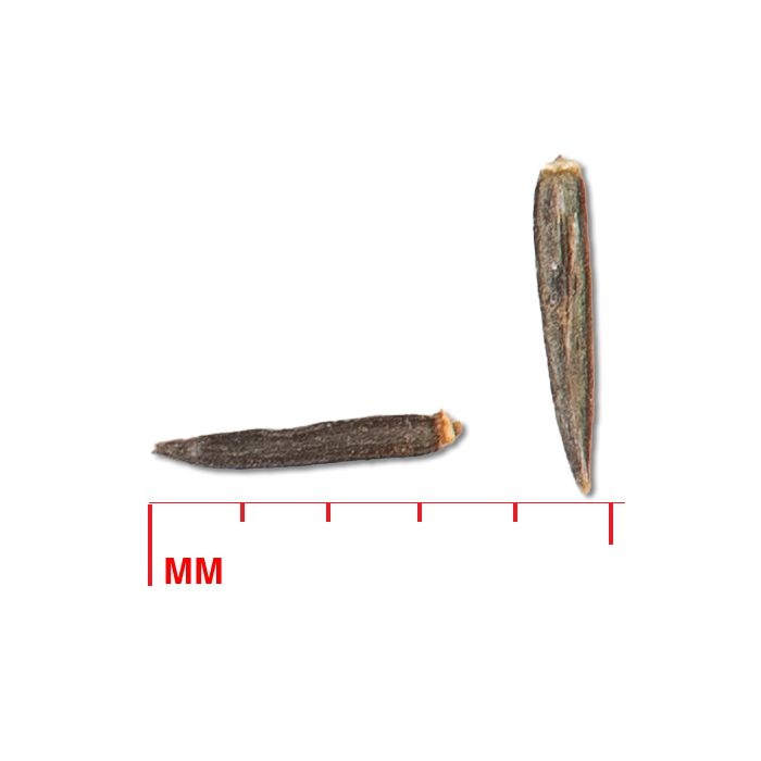 Eutrochium maculatum seed with scale