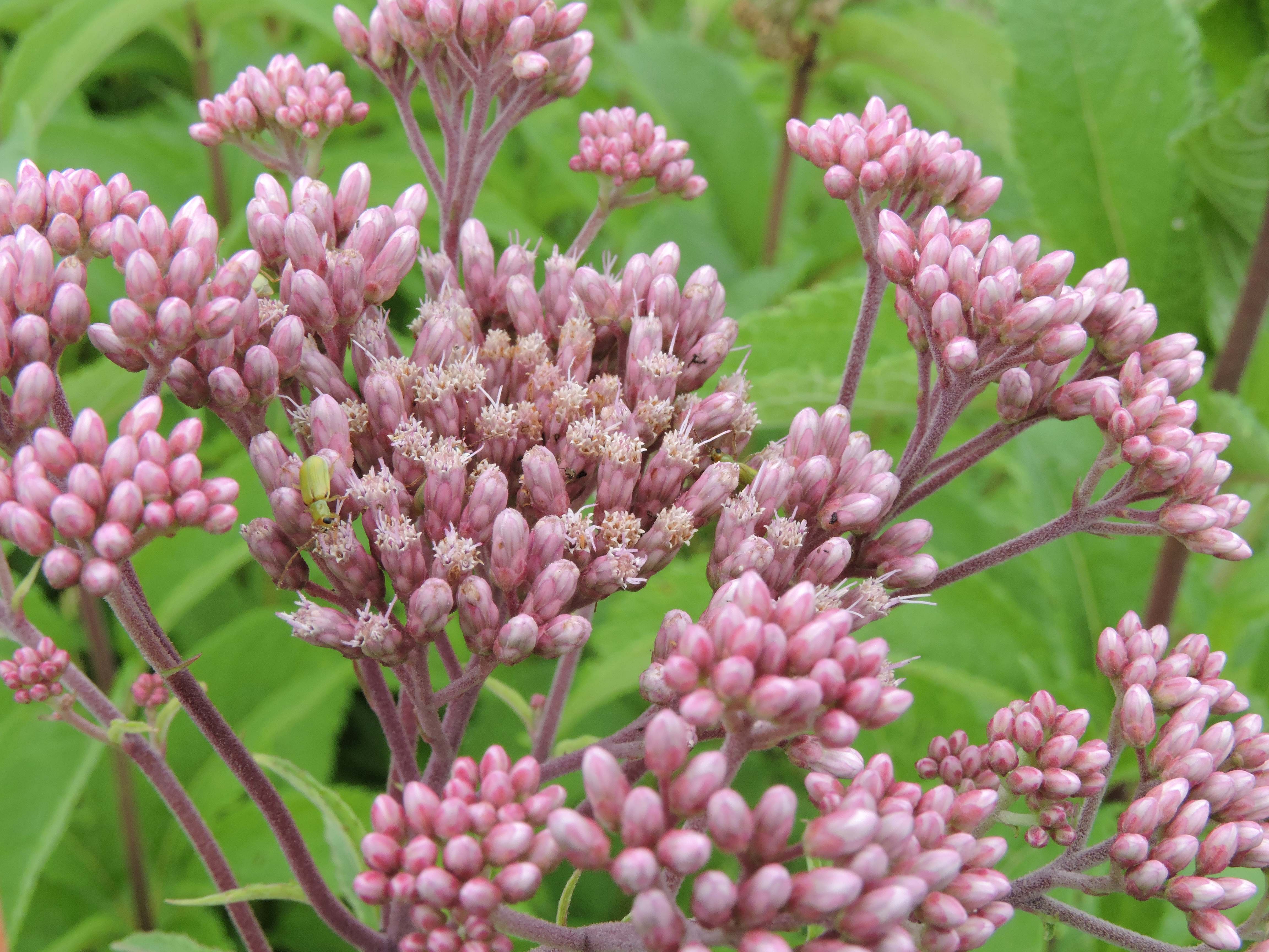 Eutrochium maculatum flower