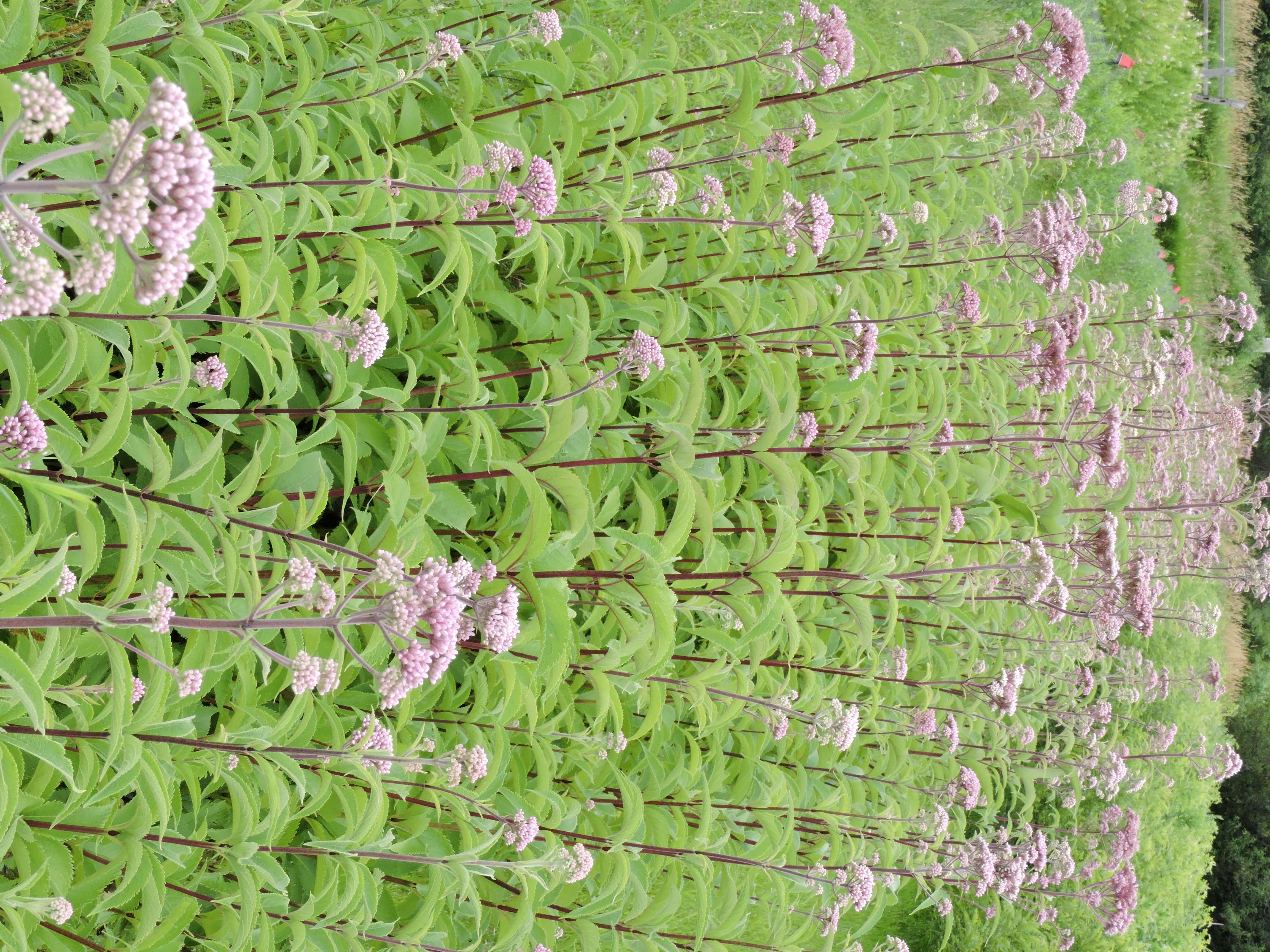 Eutrochium maculatum | Tallgrass Prairie Center