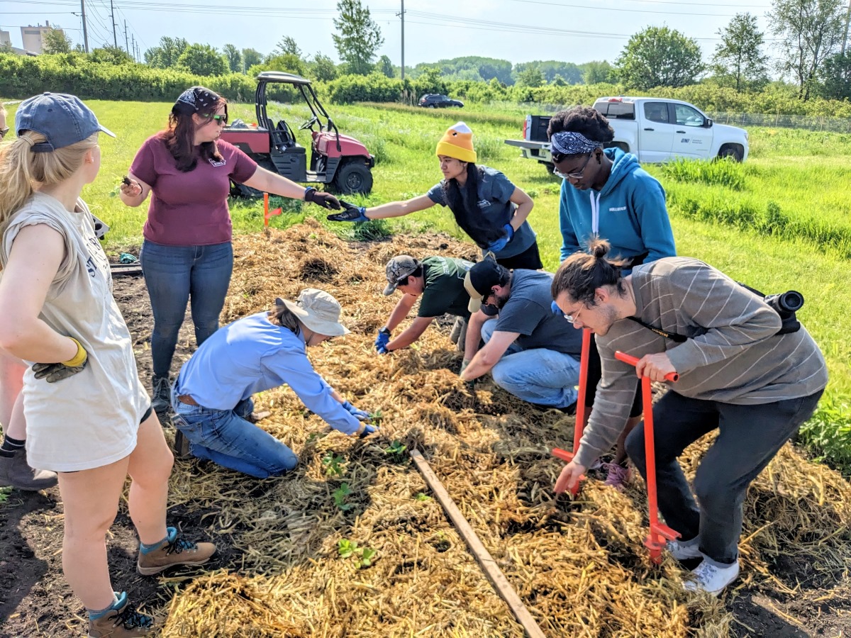 A group of students and AmeriCorps members transplanting wild strawberry plugs into straw mulch