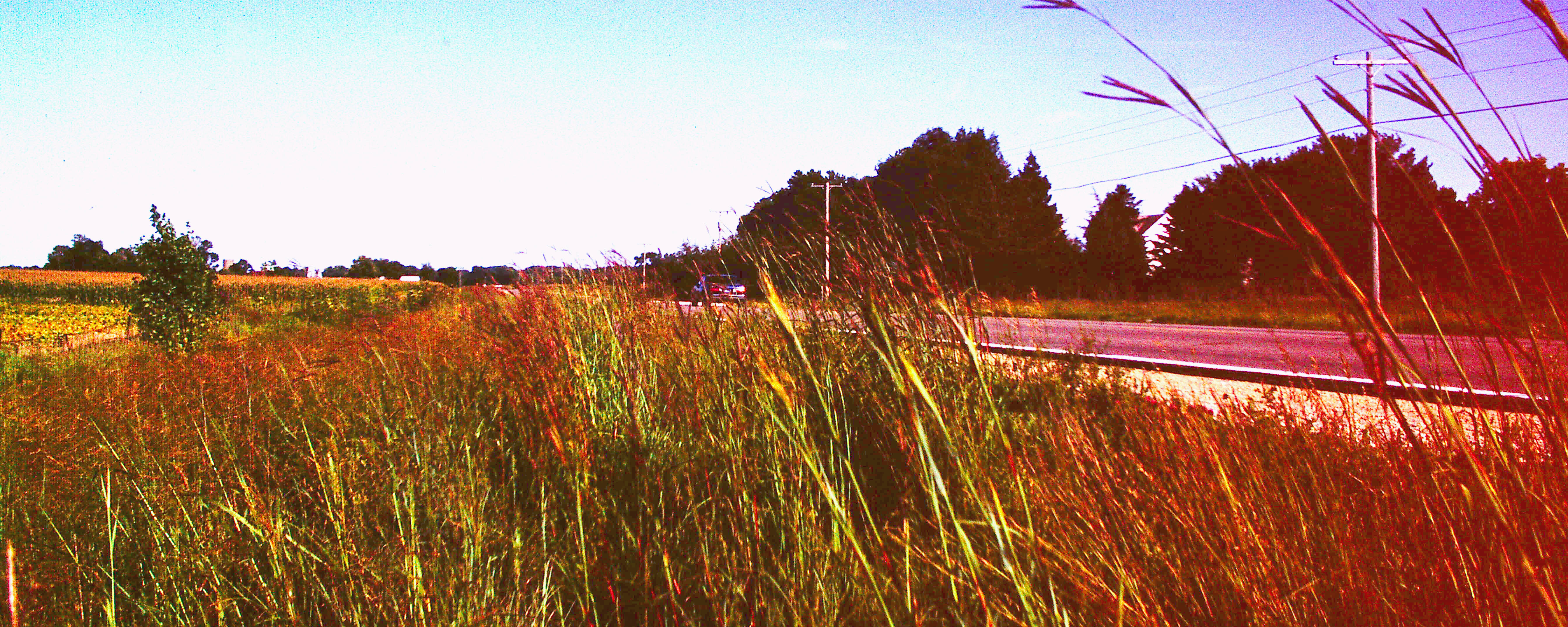 Native vegetation in an Iowa roadside in 1992.