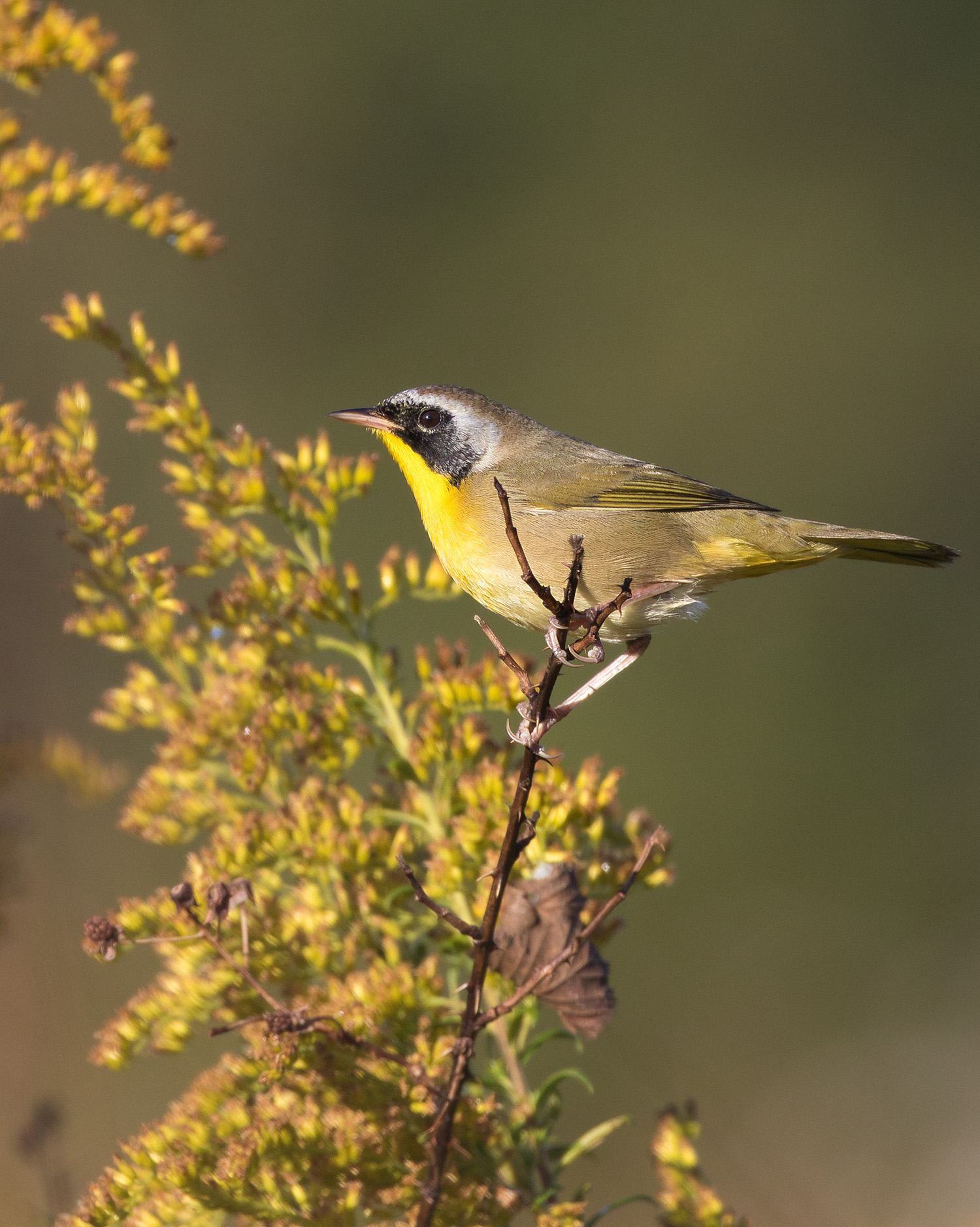 A common yellowthroad songbird sitting on a tree branch.