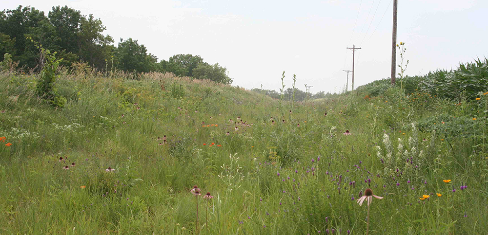 A thriving and diverse roadside with native prairie vegetation featuring grasses and flowers.