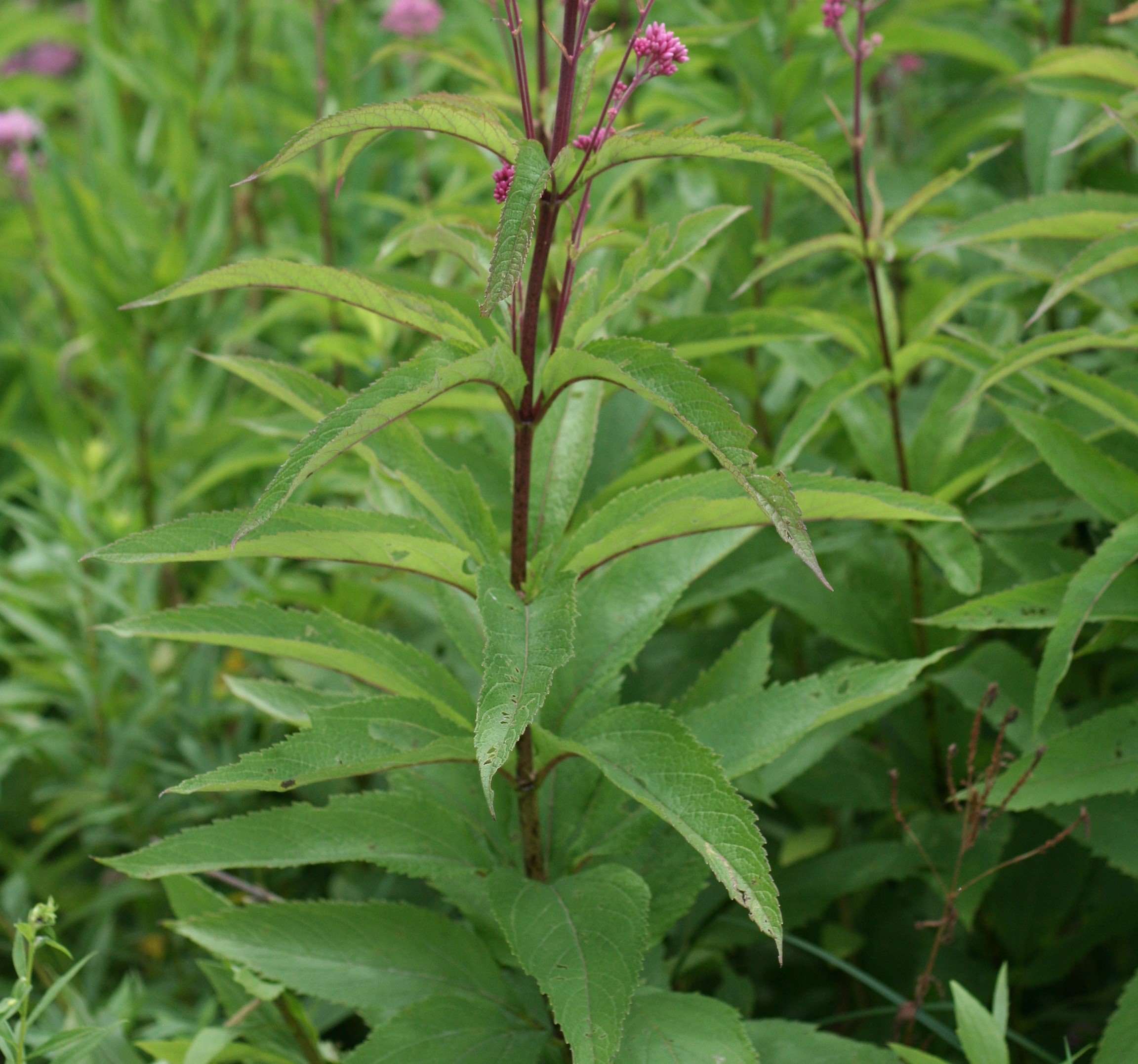 Eutrochium maculatum leaves