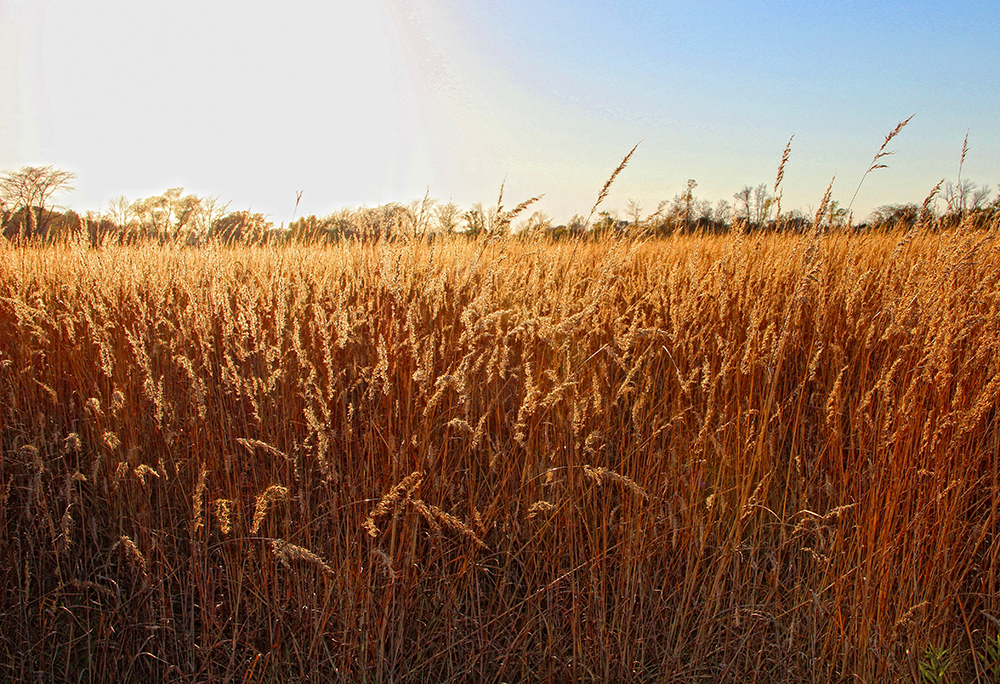 A field of gold-colored Indiangrass.