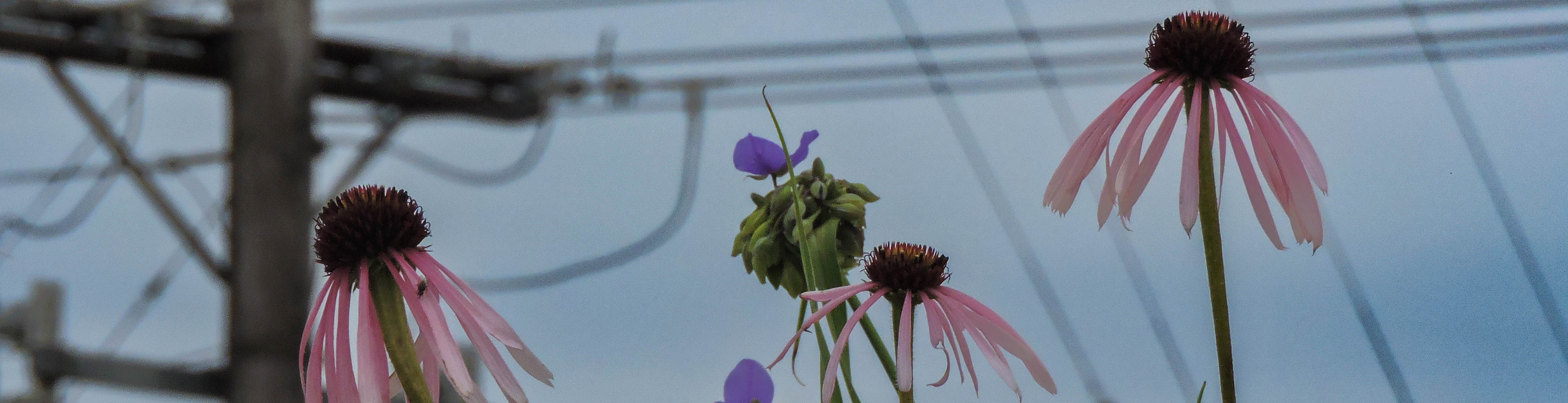 Wildflowers in the foreground and power lines in the background.