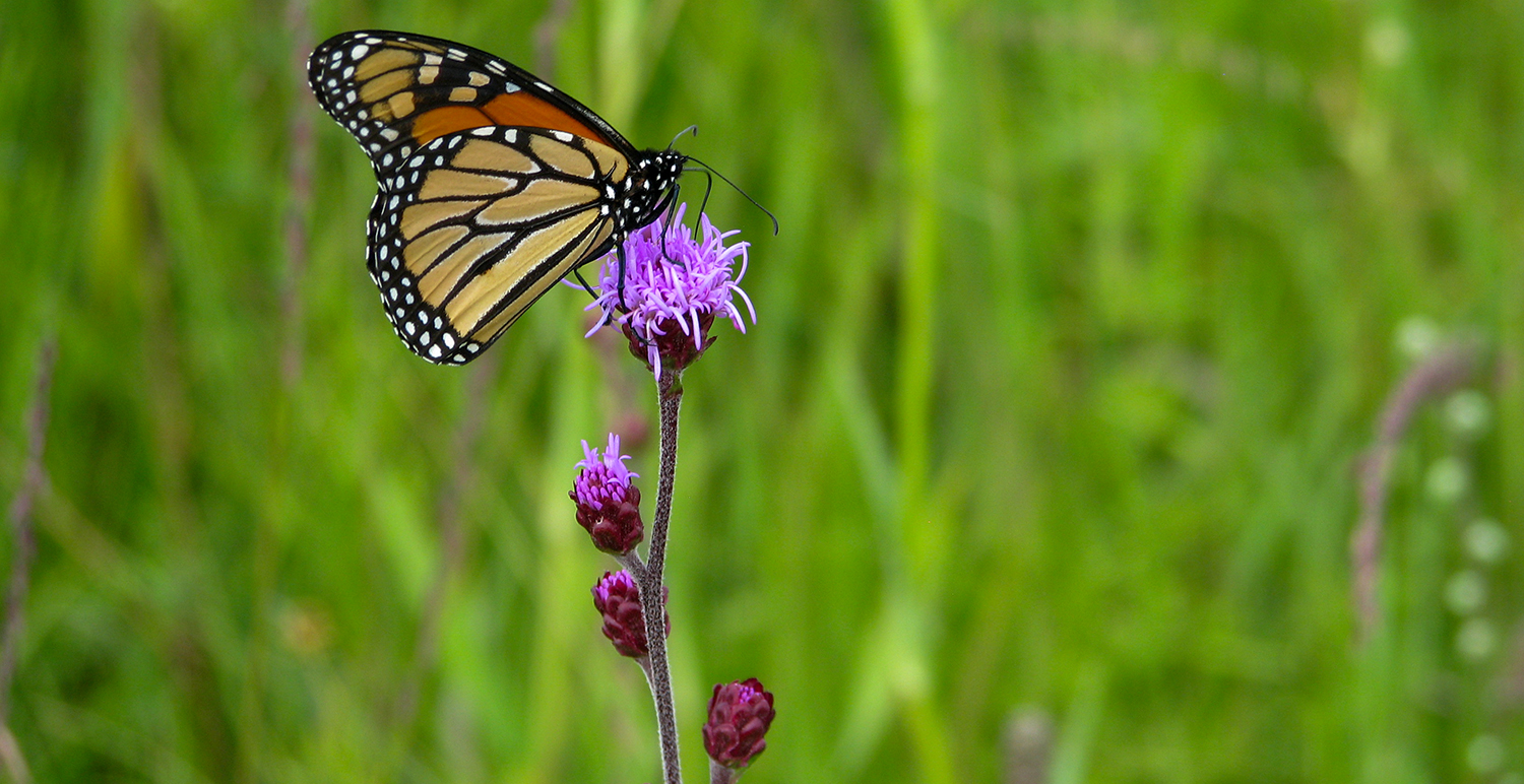 A monarch perched on a purple rough blazing star flower.