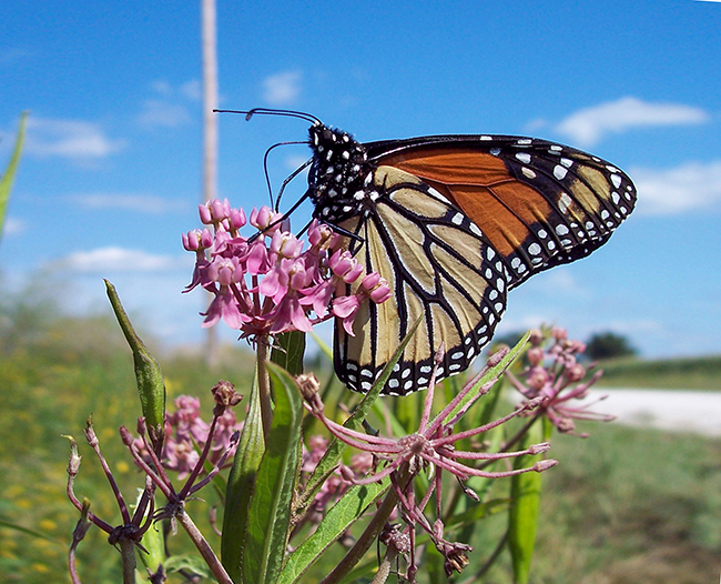 A monarch butterfly perched on a native plant with pink flowers in a roadside.