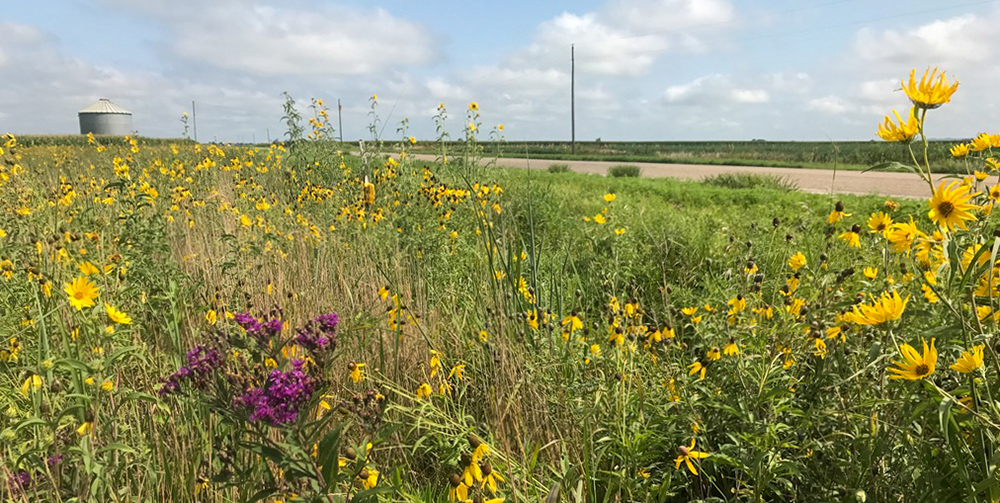 A robust roadside planting featuring yellow and purple flowers.