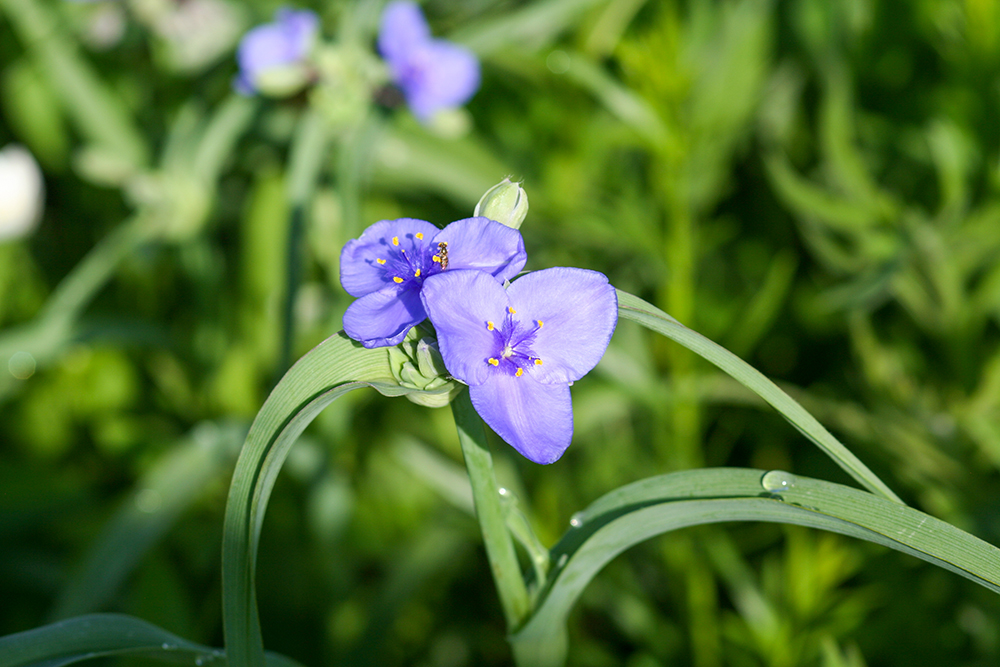A purple flower from an Ohio spiderwort.