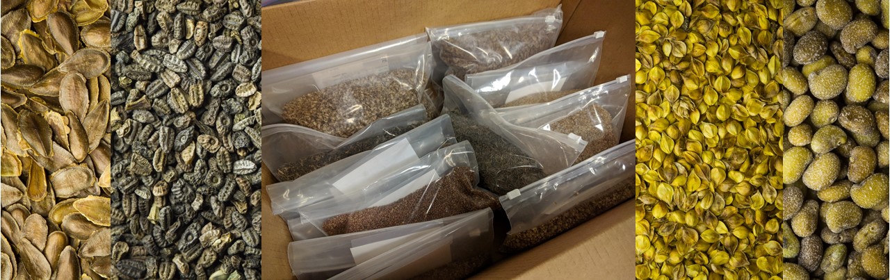 closeups of seed of several available species and a shipment of seed headed to a native seed grower