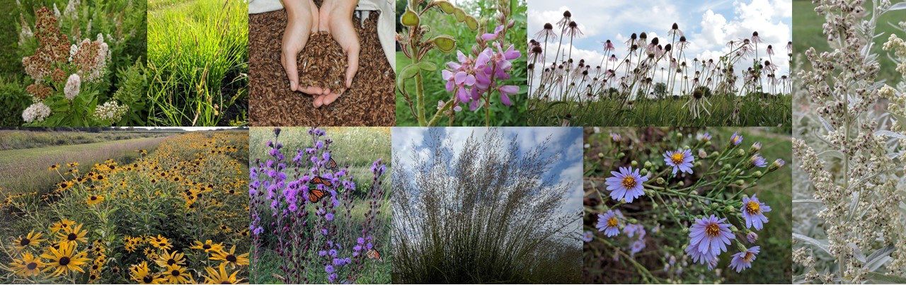 collage of diverse prairie species in flower and seed
