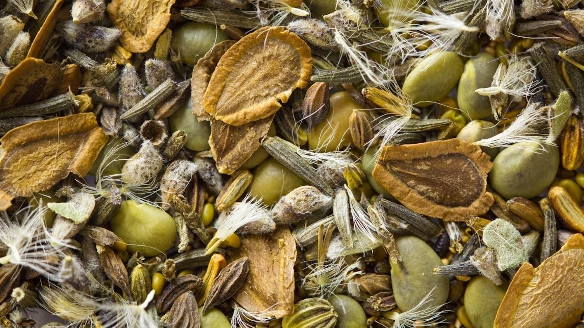 A closeup view of a mix of several different kinds of prairie plant seeds.