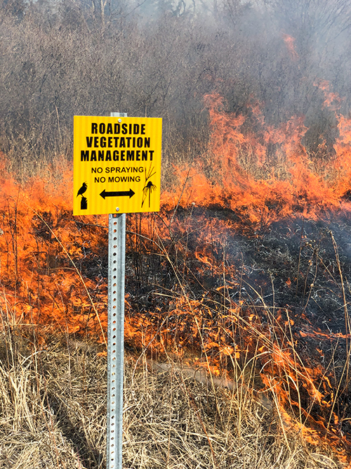 A sign in front of a burning prescribed fire reads "ROADSIDE VEGETATINO MANAGEMENT: NO SPRAYING NO MOWING"
