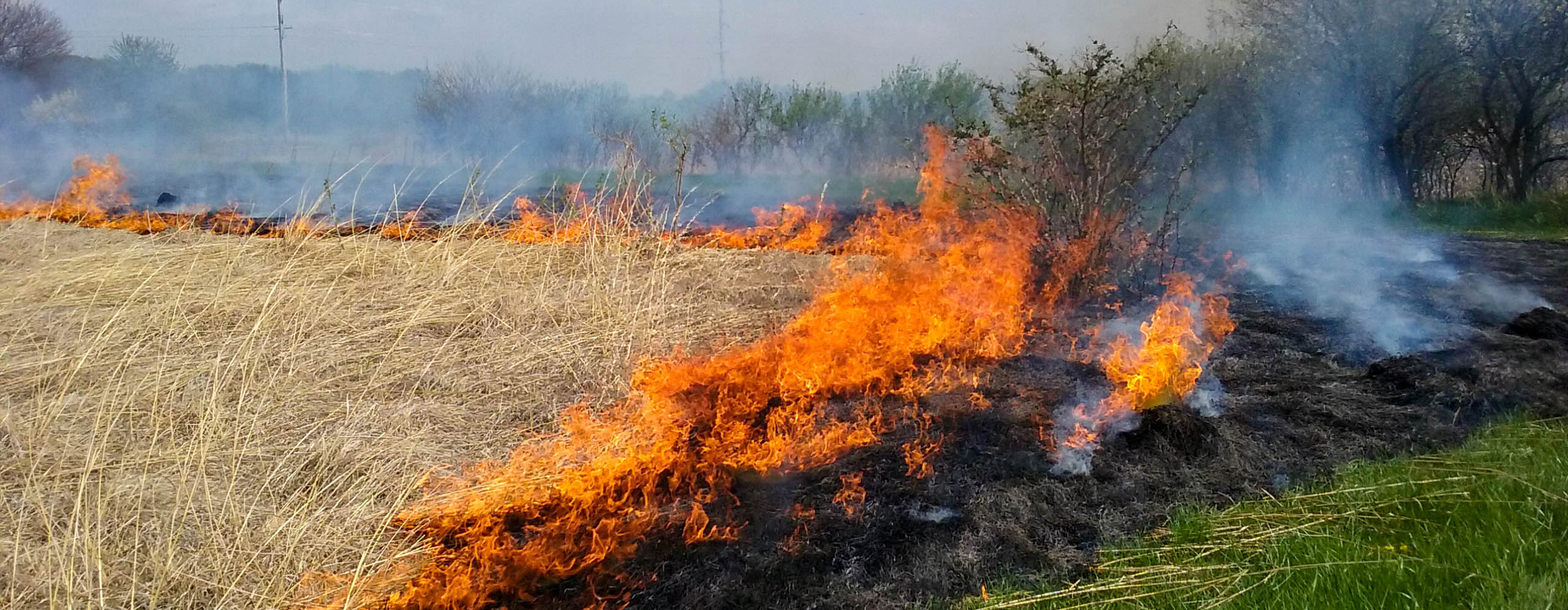 Flames of a prescribed prairie burn around the outside of a field of prairie grass.