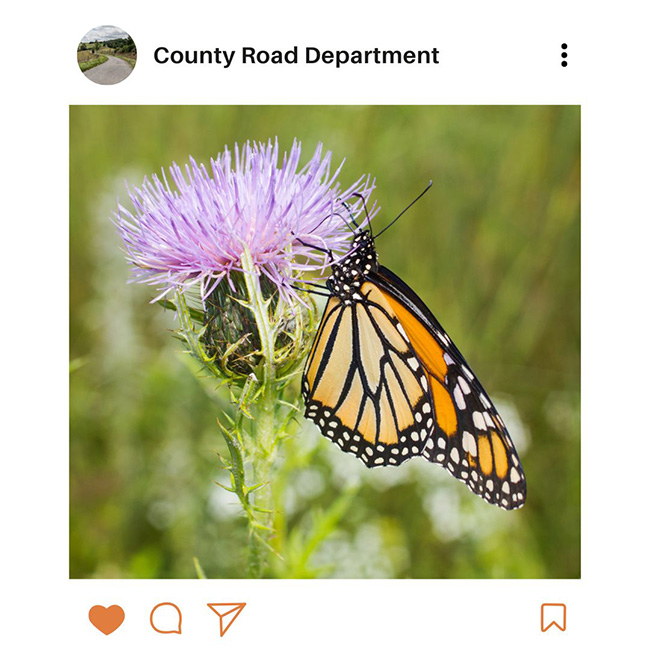 An example of the type of social media post that a county road department might produce, featuring a photo of a monarch butterfly on a purple prairie plant.