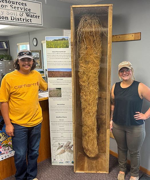 In a water conservation district office, a man and a woman stand on either side of a prairie root specimen in a glass case that stands taller than both of them.