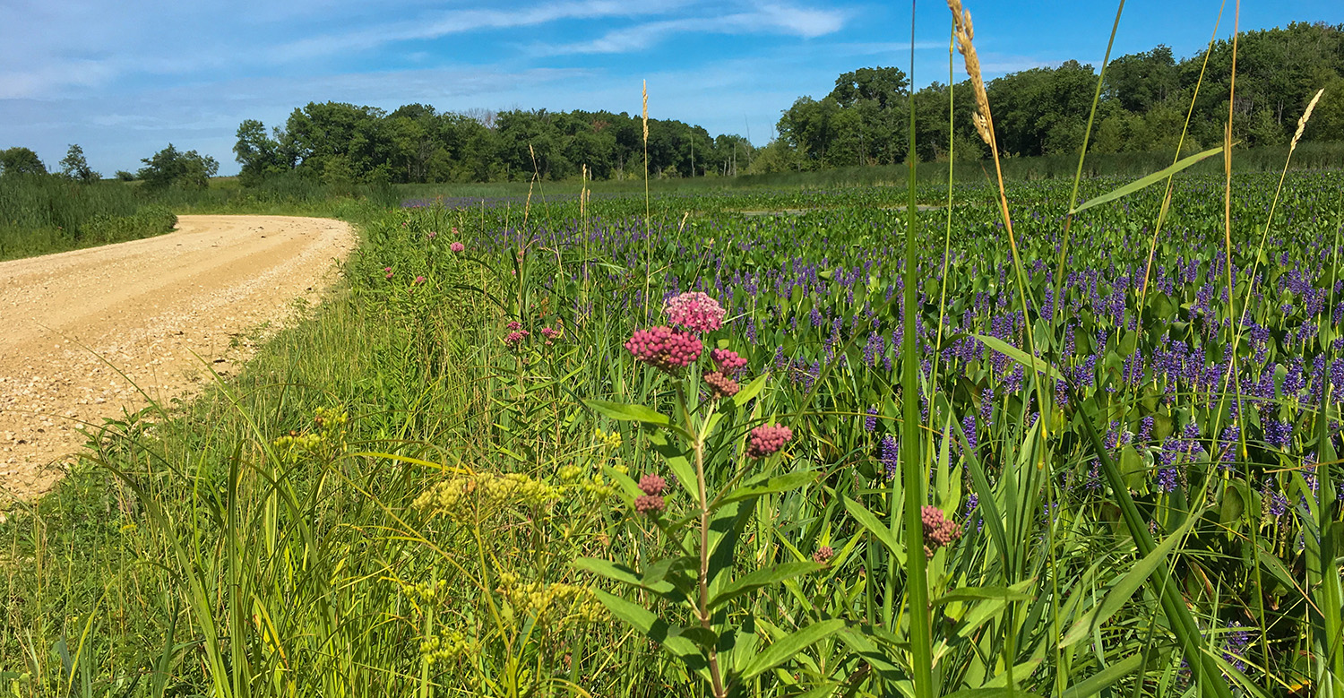 A diverse planting of native vegetation seen next to a dirt road on a sunny day.