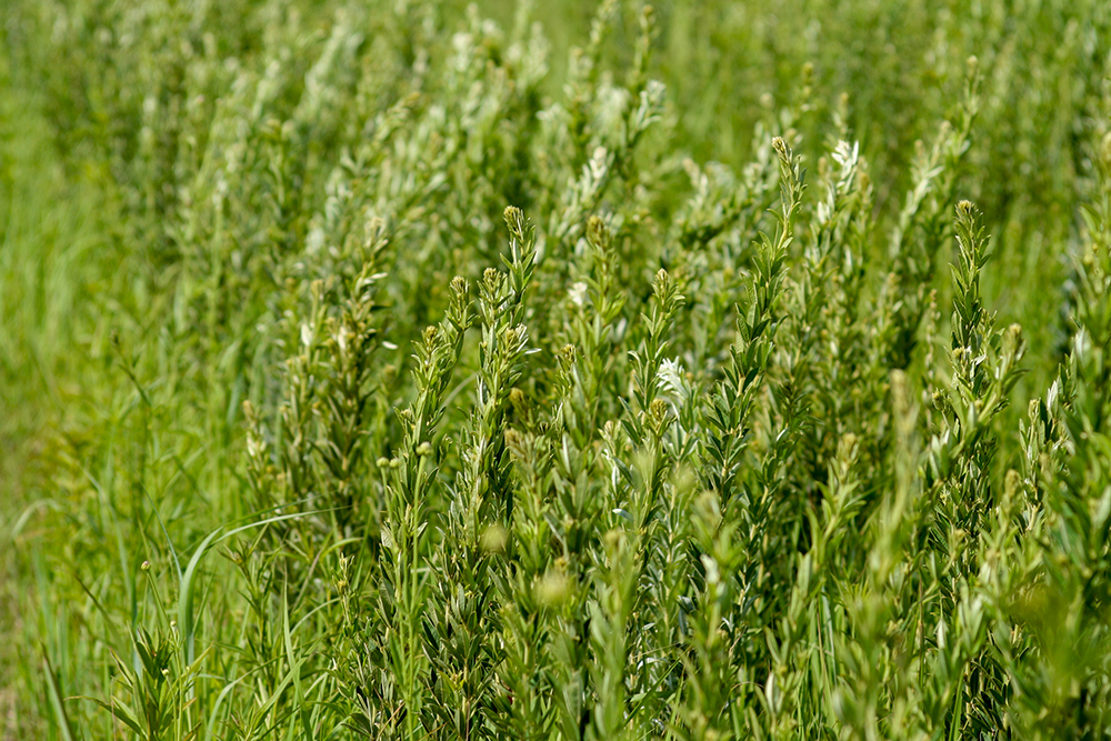 A field of green round-headed bush clover.