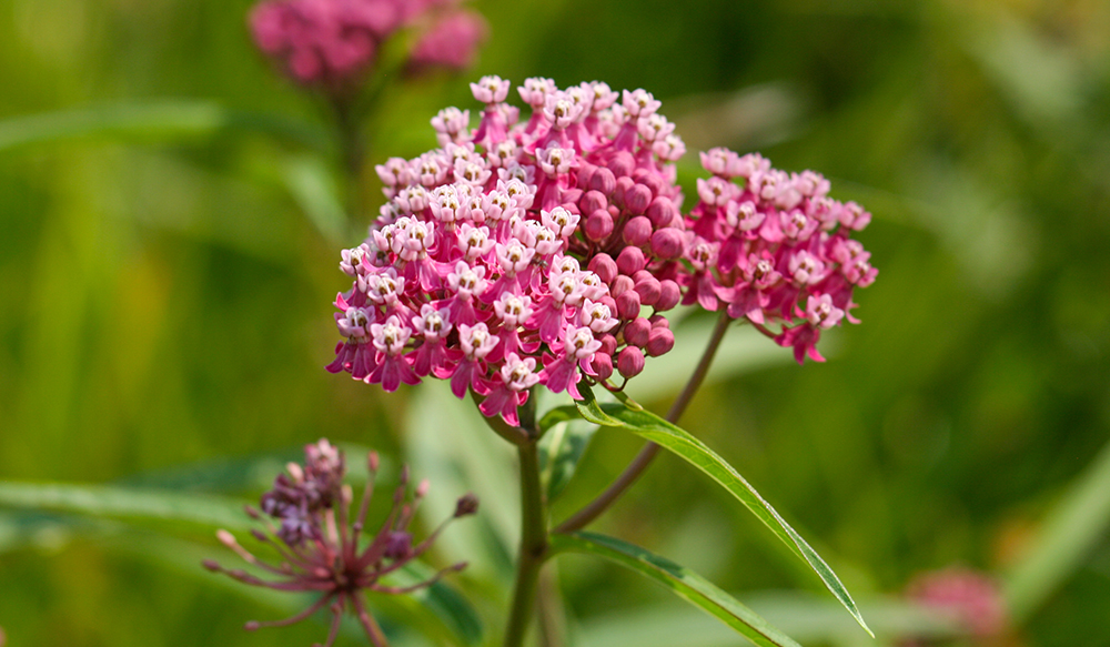 A pink flower from a swamp milkweed plant.
