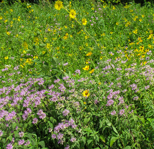 A flourishing planting of native vegetation featuring purple and yellow flowers and other green vegetation.