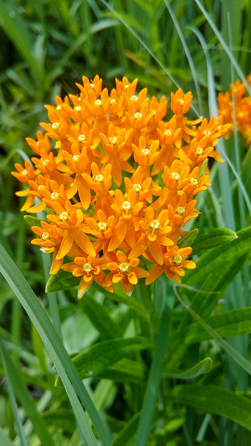 A yellow flower plant.